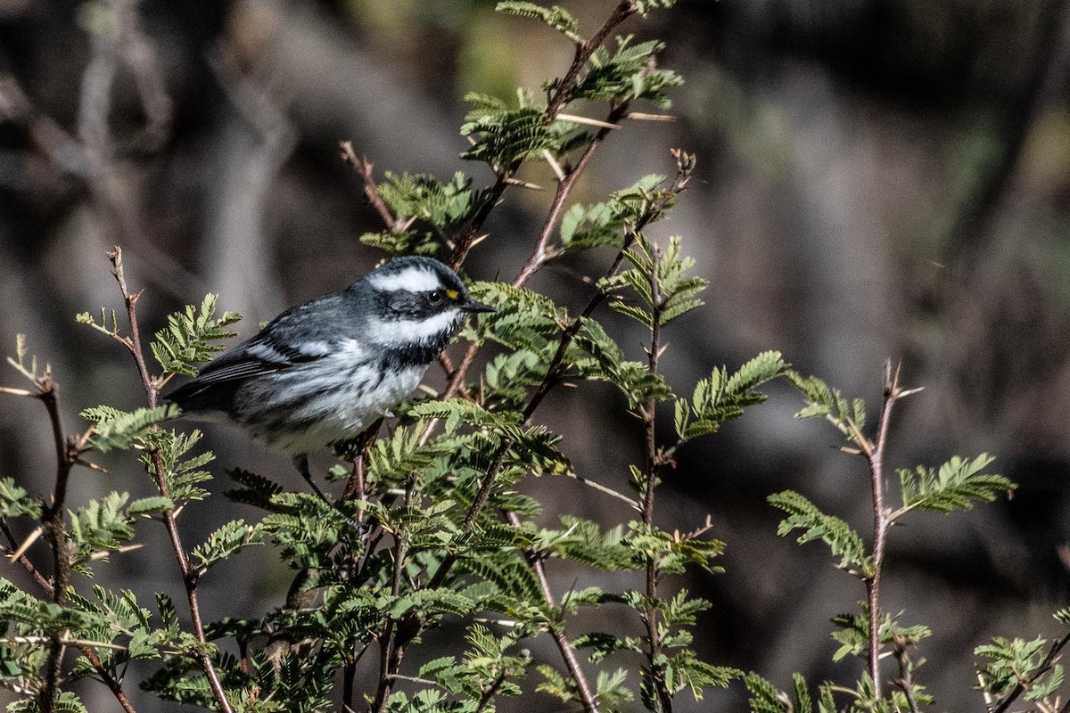 Black-throated Gray Warbler - ML614560905