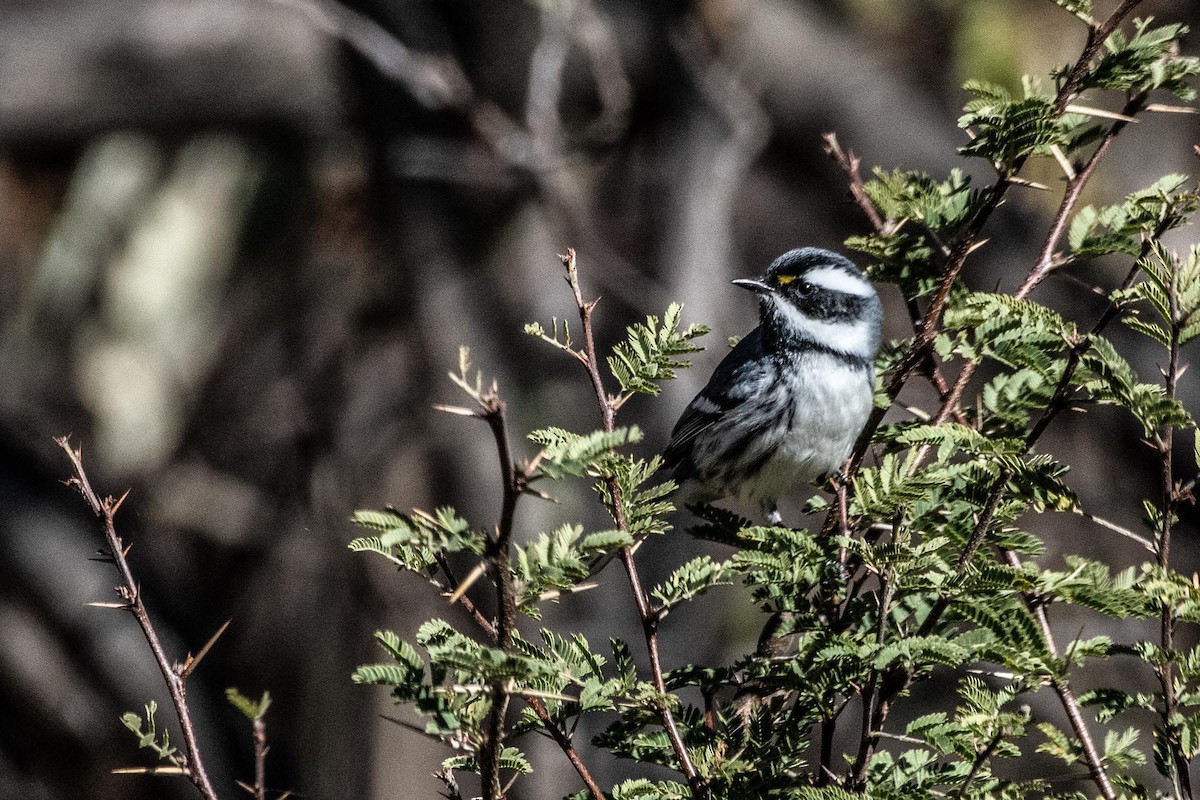 Black-throated Gray Warbler - ML614560906