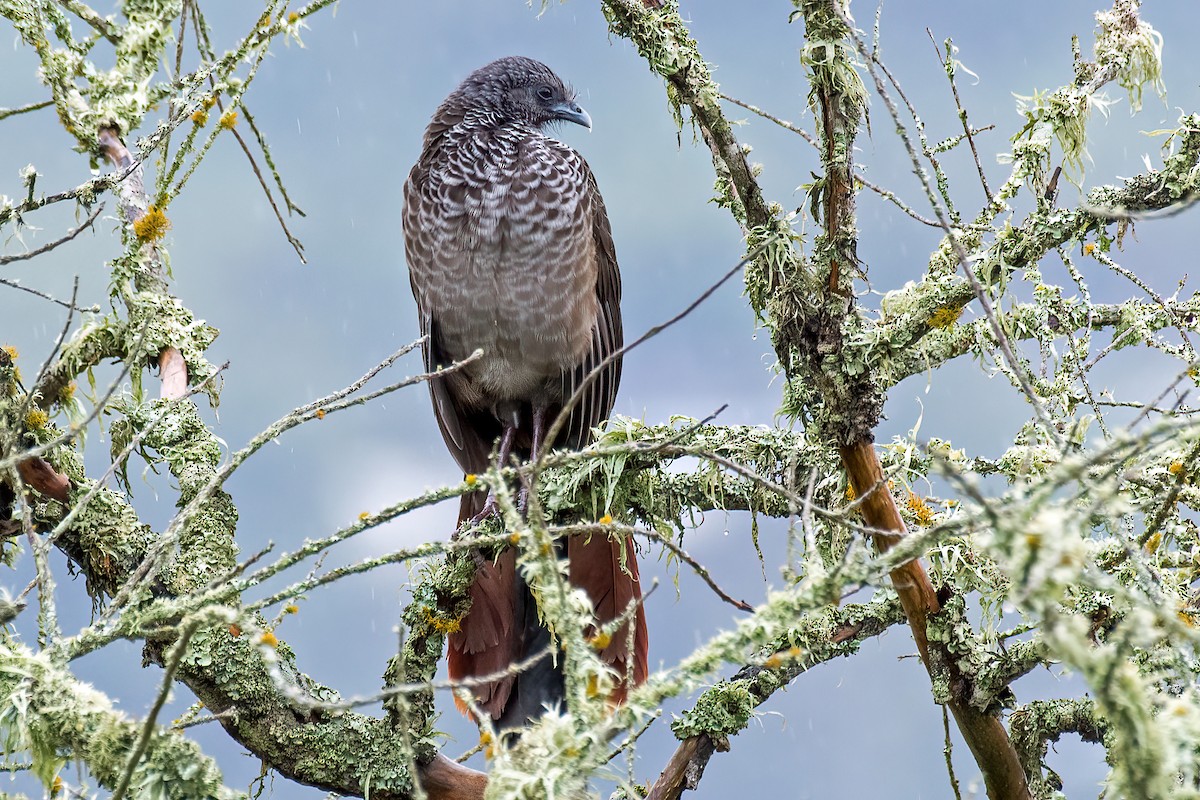 Chachalaca Colombiana - ML614560916