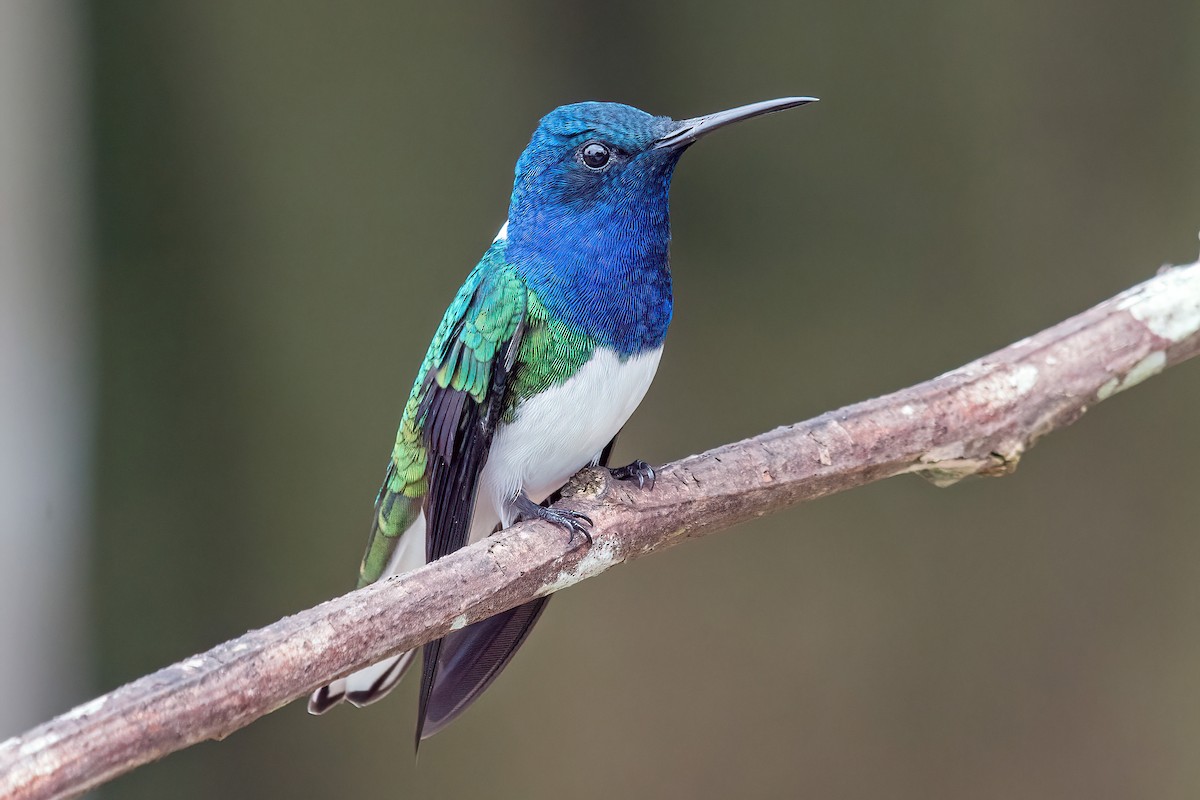 Colibrí Nuquiblanco - ML614560929