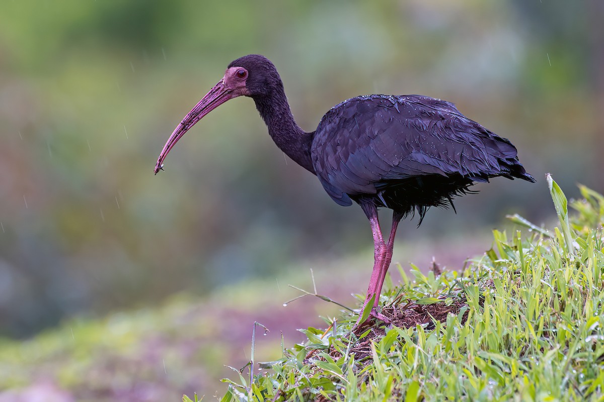 ibis tmavý - ML614560962