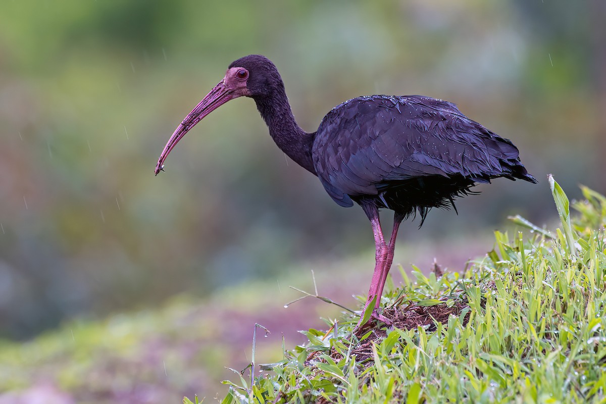 Ibis à face nue - ML614560962