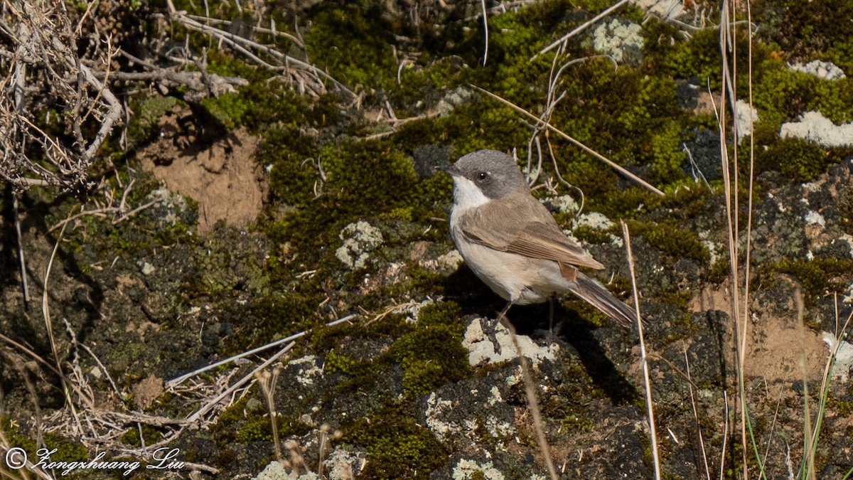 Lesser Whitethroat (Gansu) - ML614560985