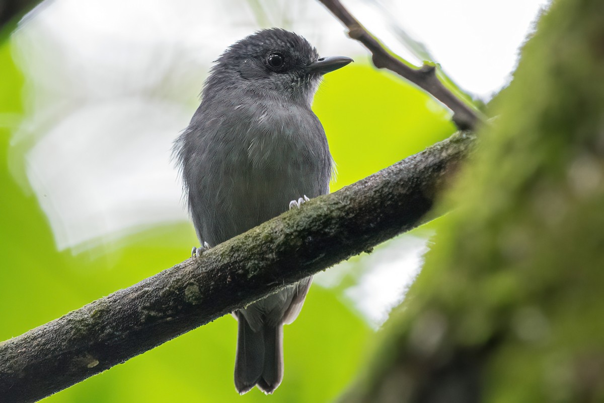 Plain Antvireo - ML614560991