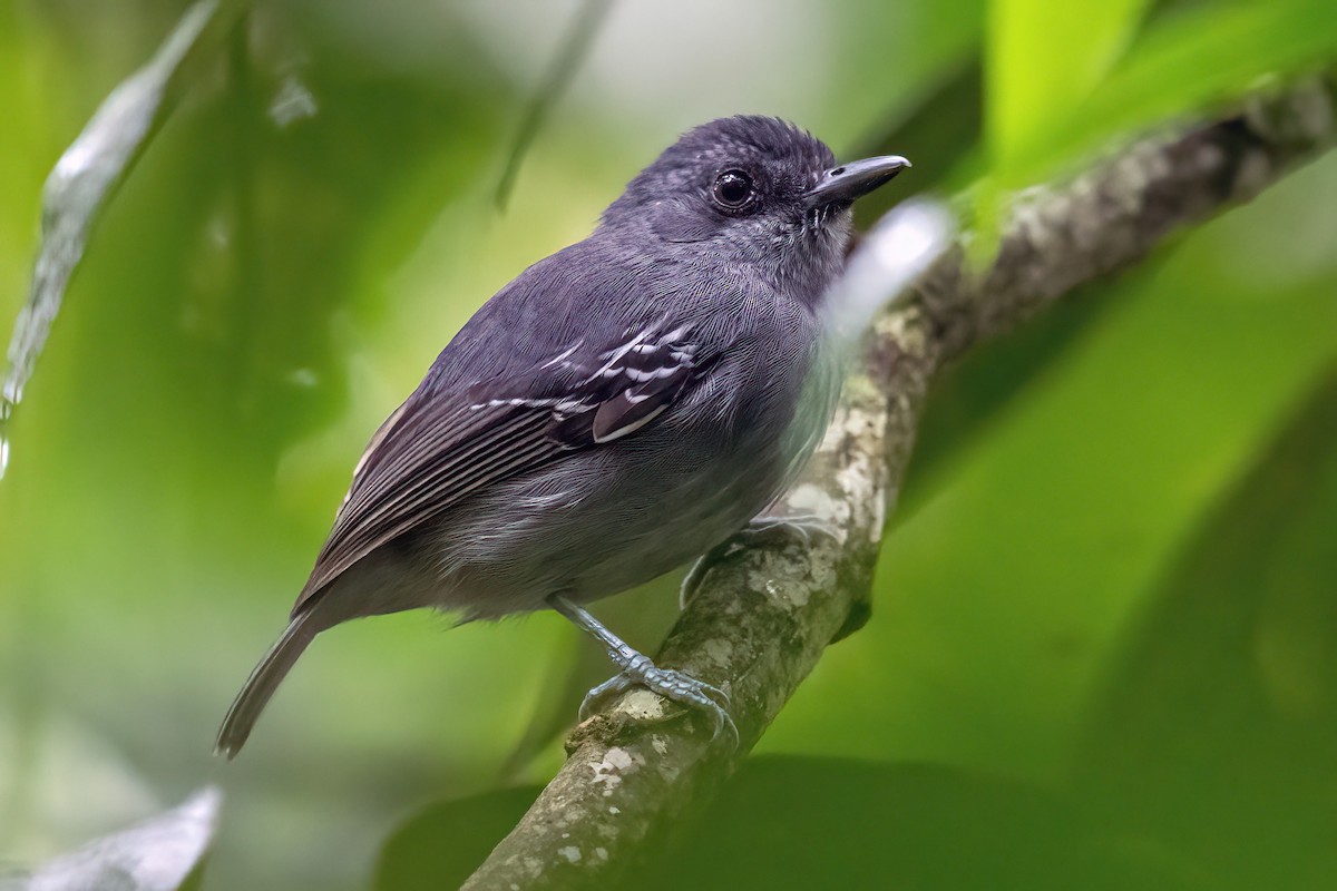 Plain Antvireo - ML614560992