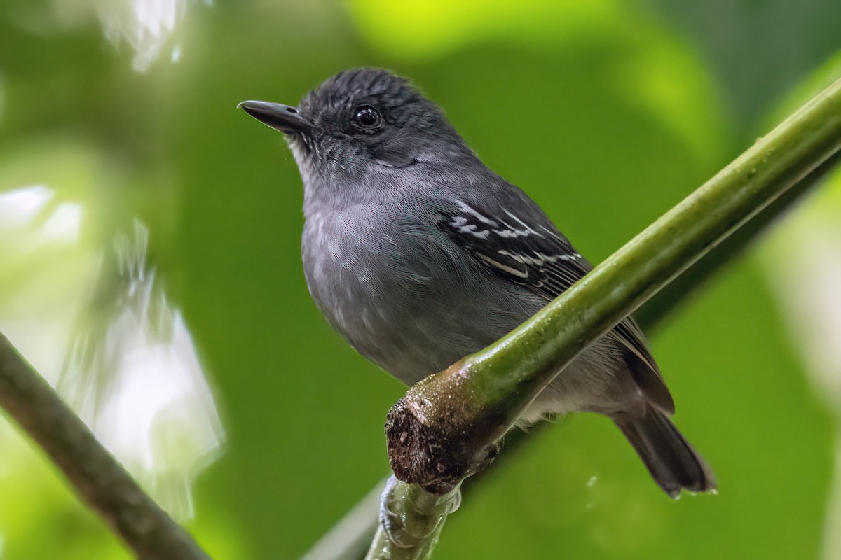 Plain Antvireo - ML614560993