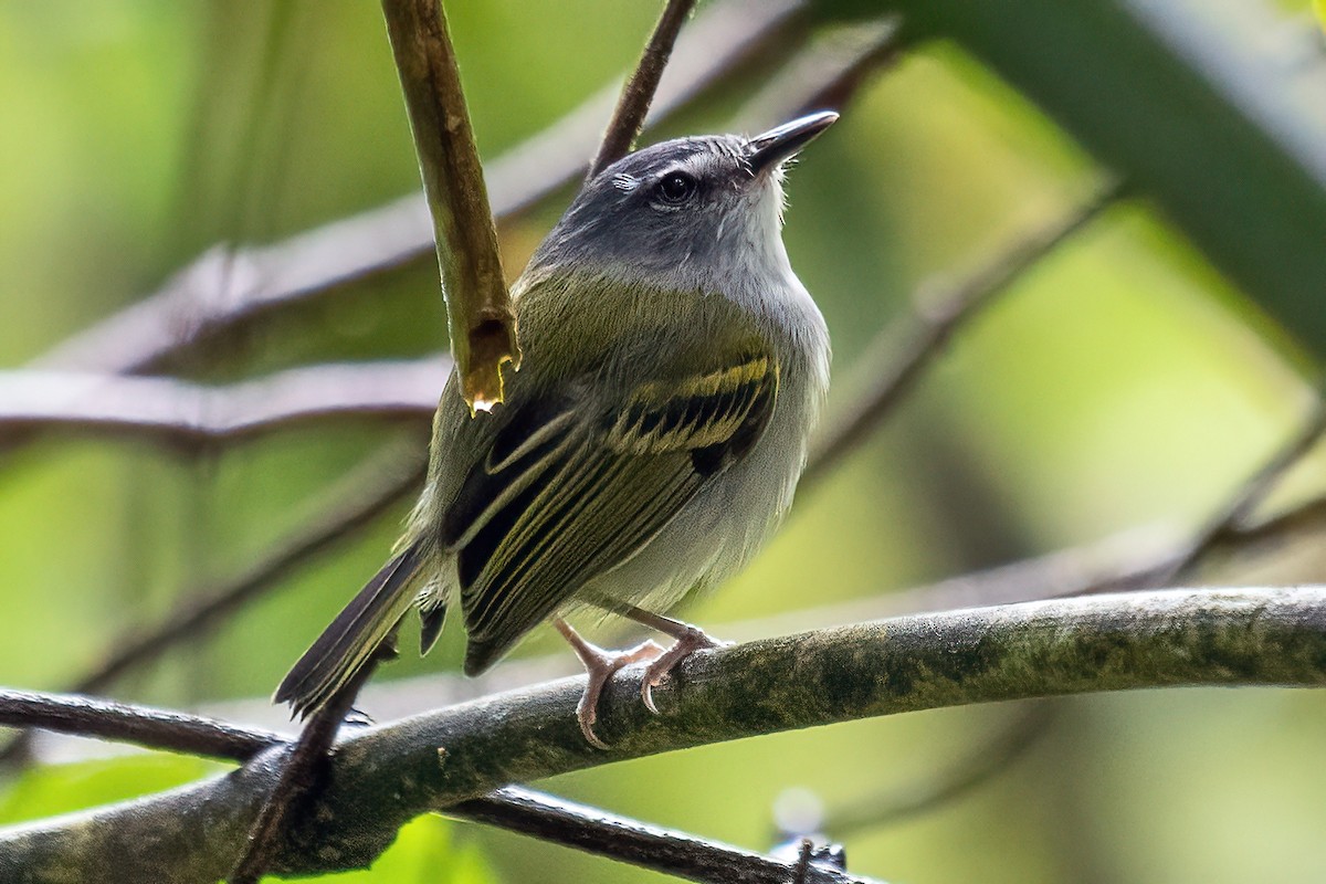 Slate-headed Tody-Flycatcher - ML614561007