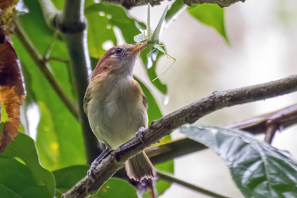 Rufous-naped Greenlet - ML614561072