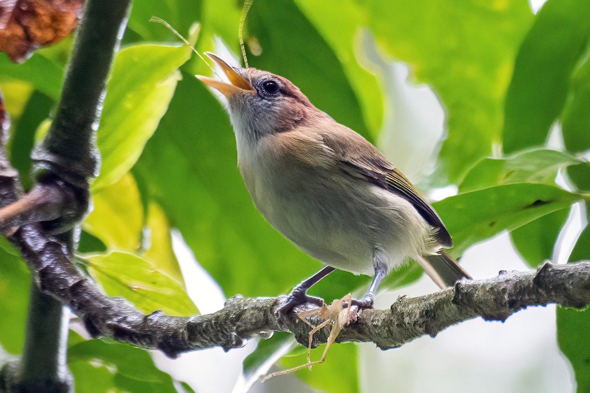 Rufous-naped Greenlet - ML614561074