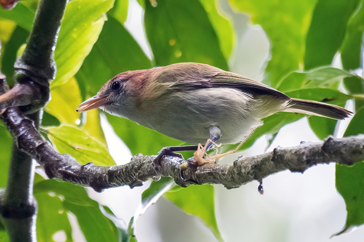 Rufous-naped Greenlet - ML614561075