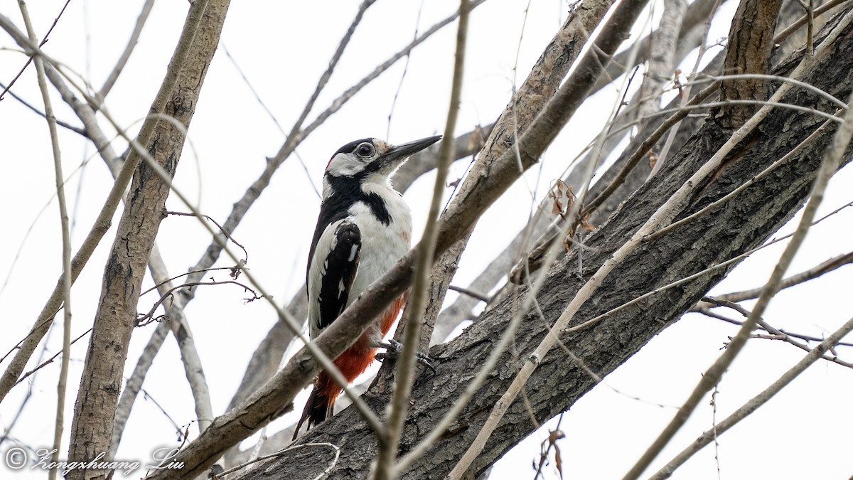 White-winged Woodpecker - ML614561092