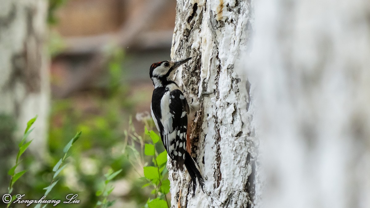 White-winged Woodpecker - ML614561112