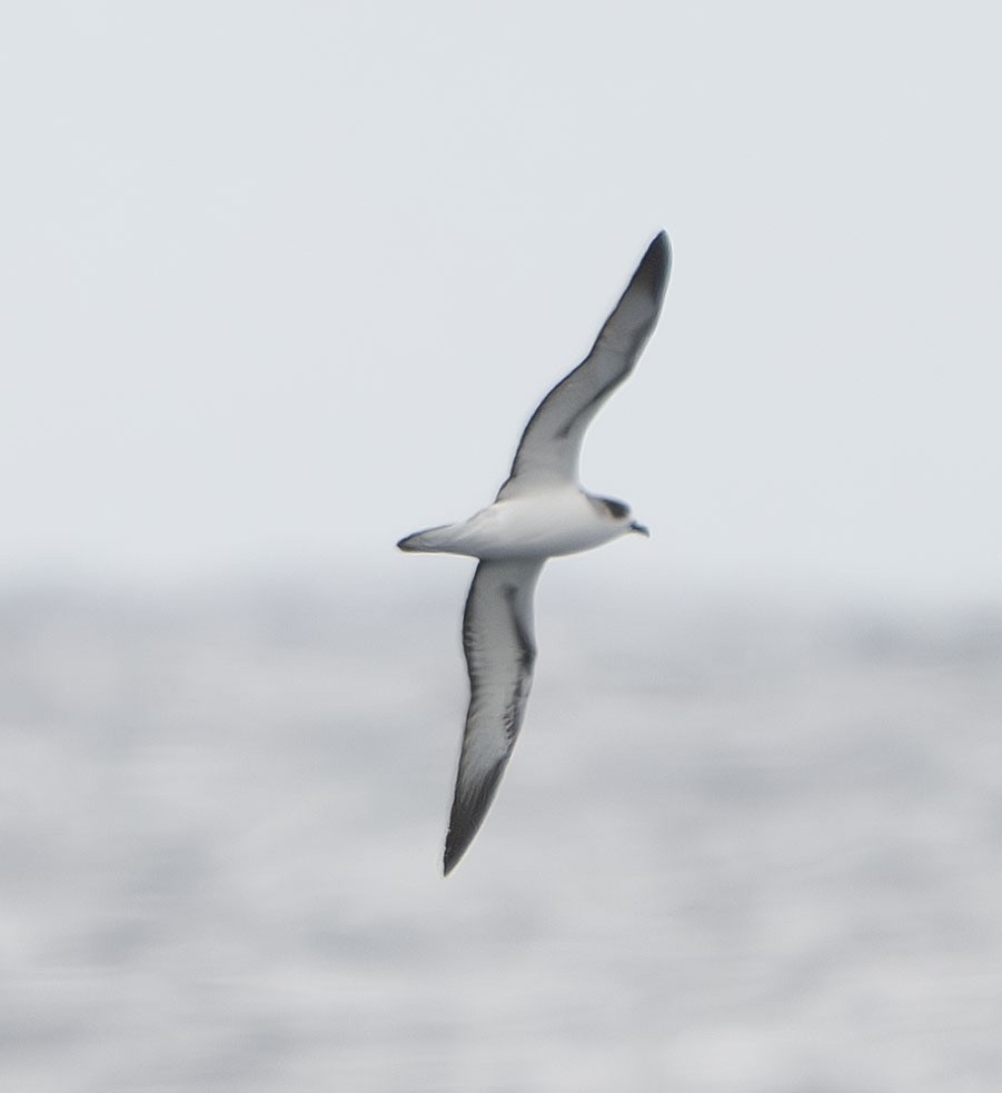 Barau's Petrel - Philip Griffin