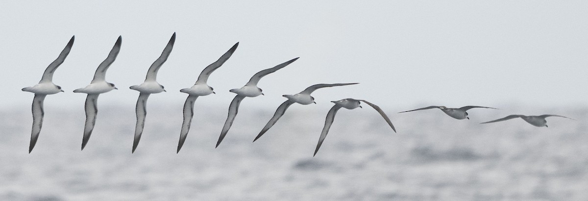 Barau's Petrel - Philip Griffin