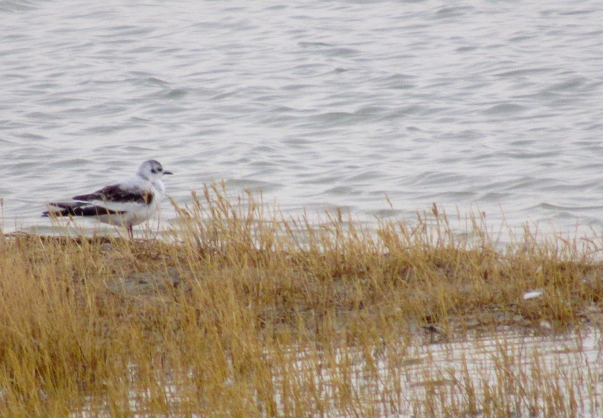 Little Gull - ML614561145