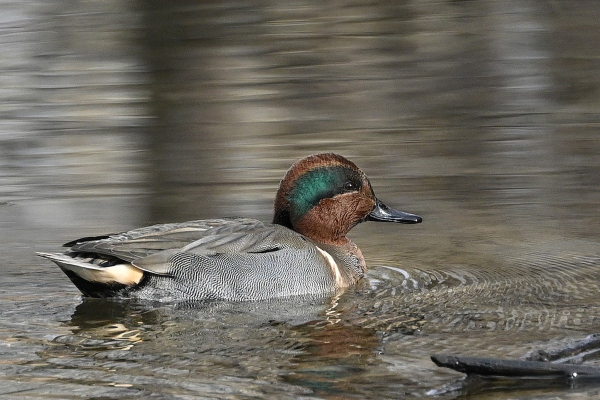Green-winged Teal - ML614561188