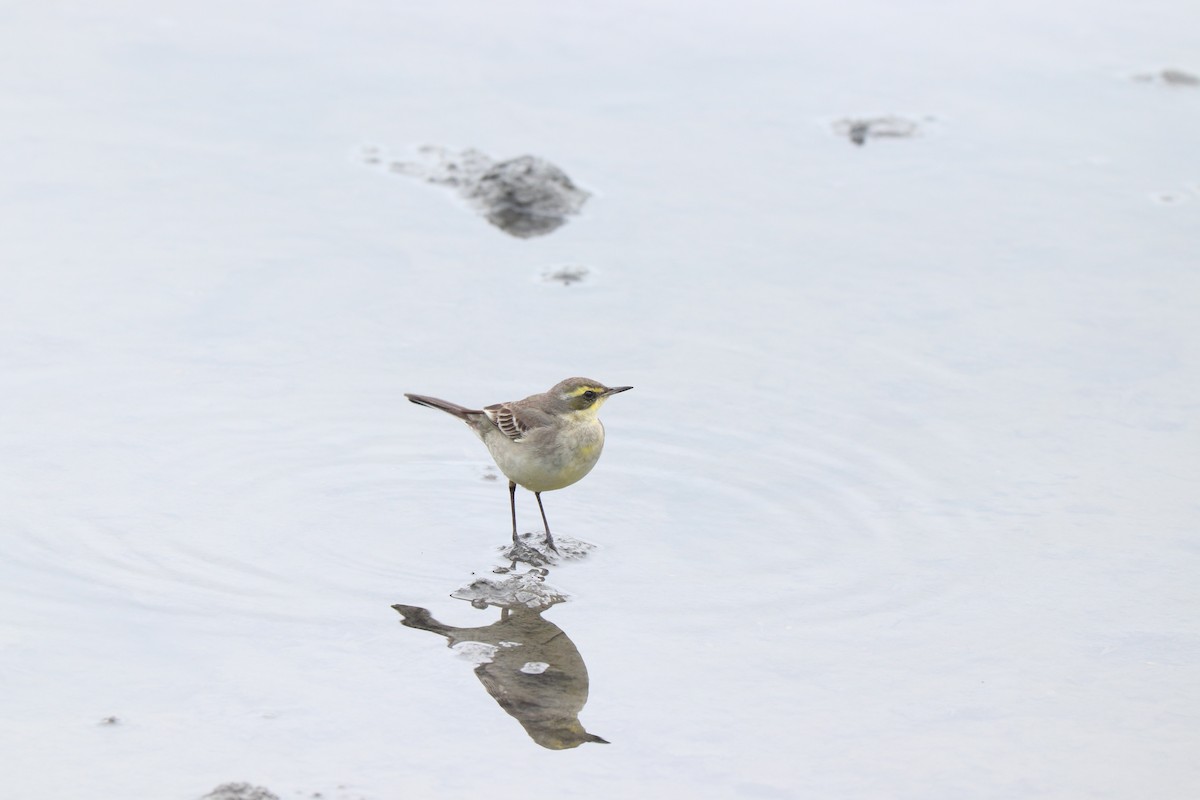 Eastern Yellow Wagtail - Ting-Yi (庭怡) Chang (張)