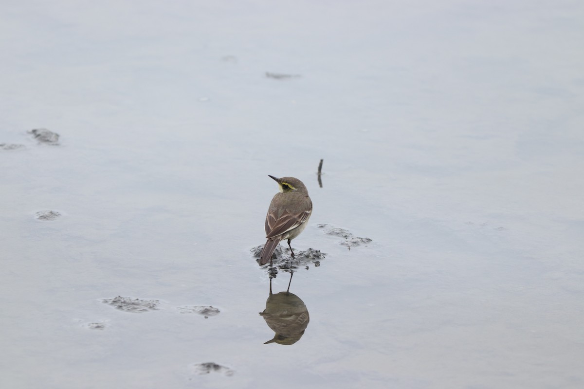 Eastern Yellow Wagtail - Ting-Yi (庭怡) Chang (張)