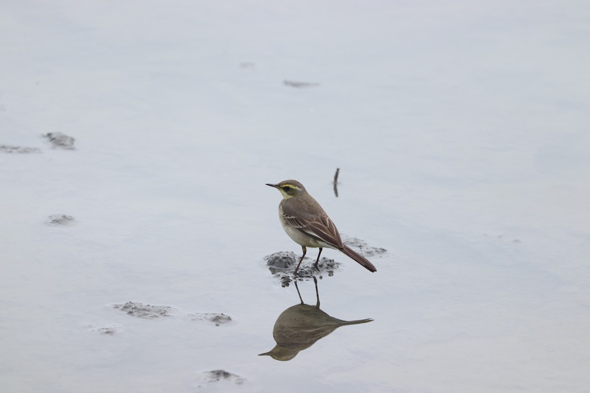 Eastern Yellow Wagtail - ML614561355