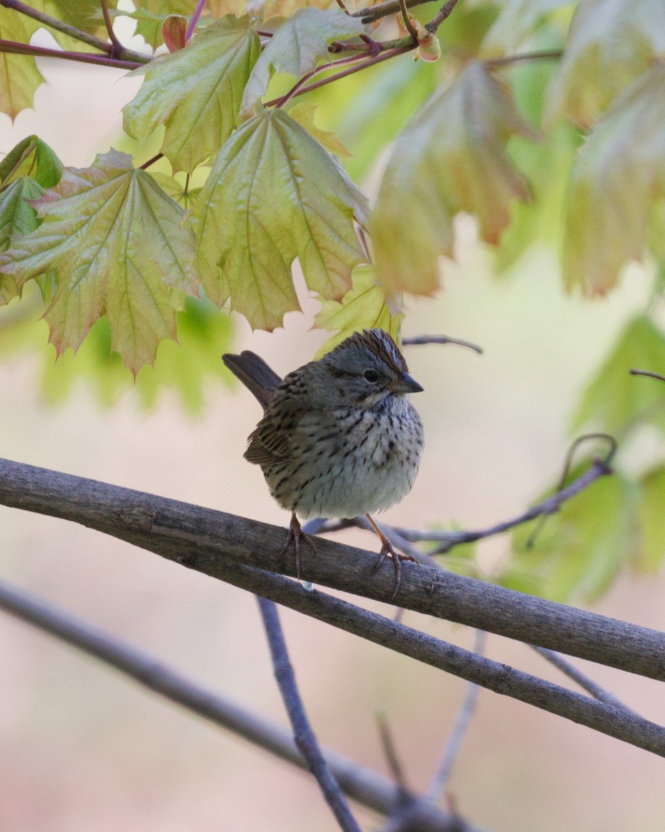 Lincoln's Sparrow - ML614561366