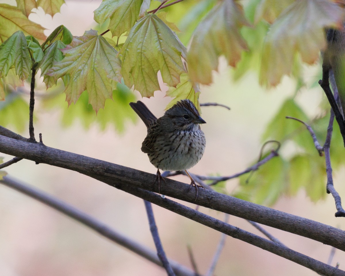 Lincoln's Sparrow - ML614561367