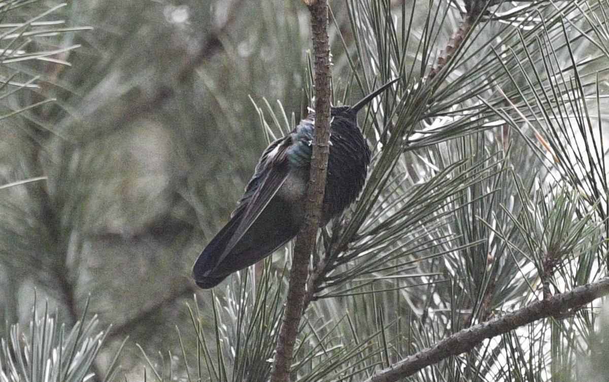 Black Metaltail - ML614561388