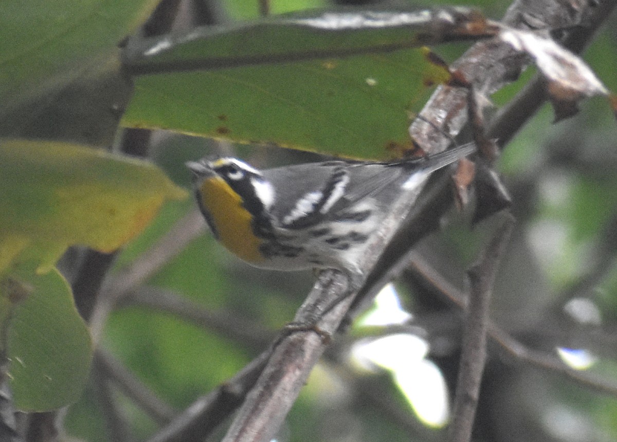 Yellow-throated Warbler - ML614561412