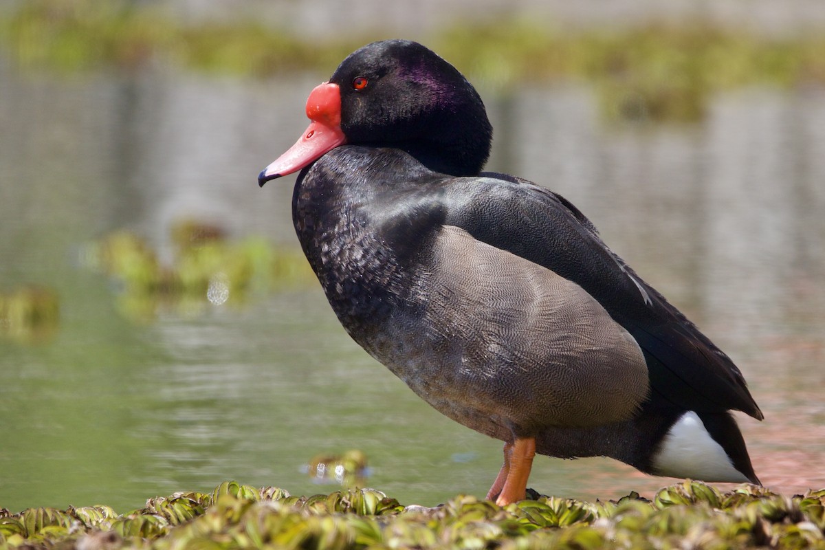 Rosy-billed Pochard - ML614561446