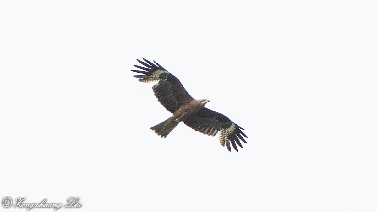 黑鳶(黑耳) - ML614561458