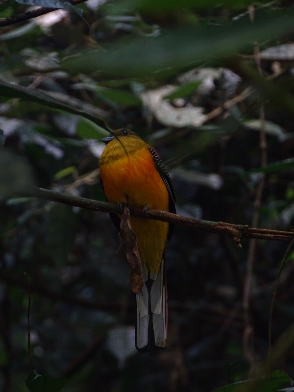 Trogon à poitrine jaune (groupe dulitensis) - ML614561460