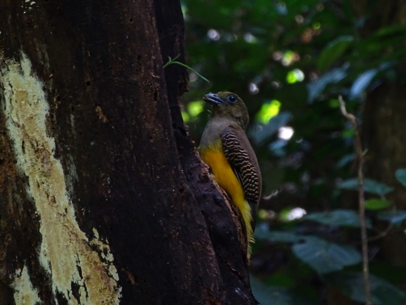 Trogon à poitrine jaune (groupe dulitensis) - ML614561461