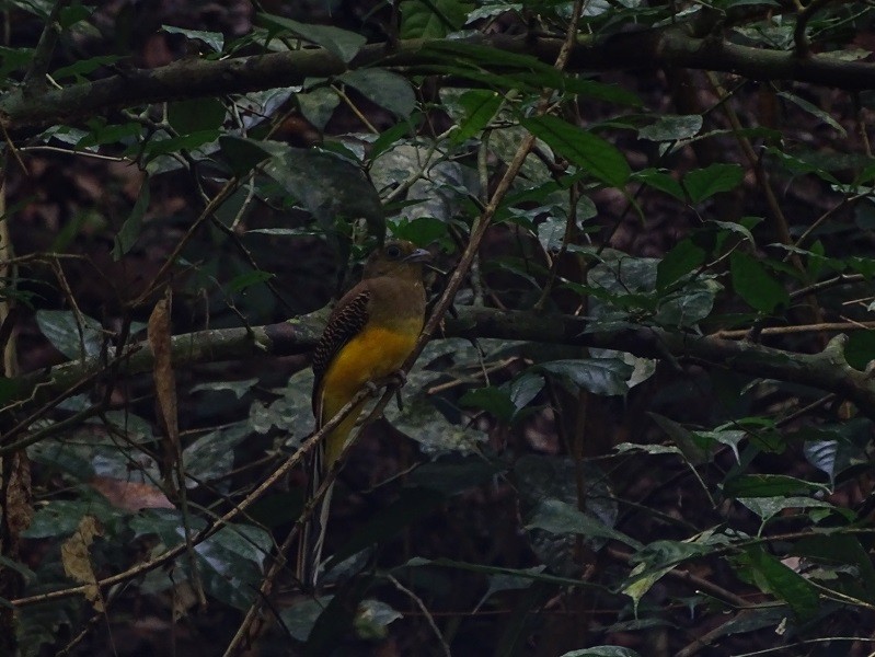 Trogon à poitrine jaune (groupe dulitensis) - ML614561462