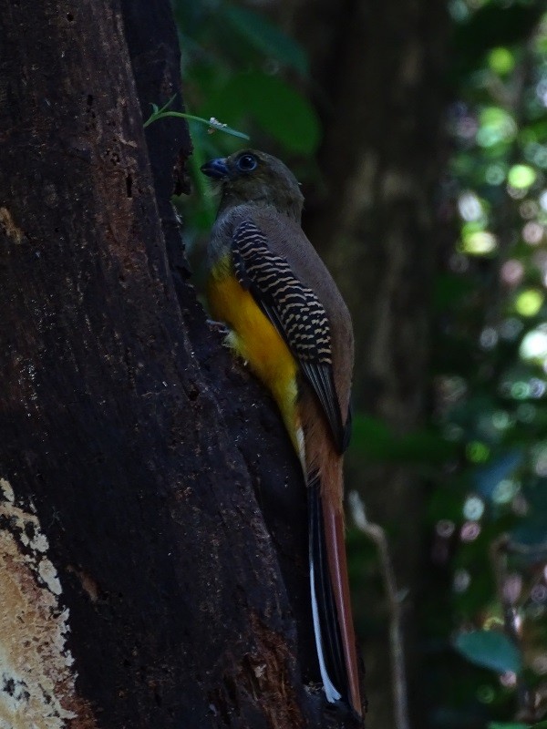 Trogon à poitrine jaune (groupe dulitensis) - ML614561463