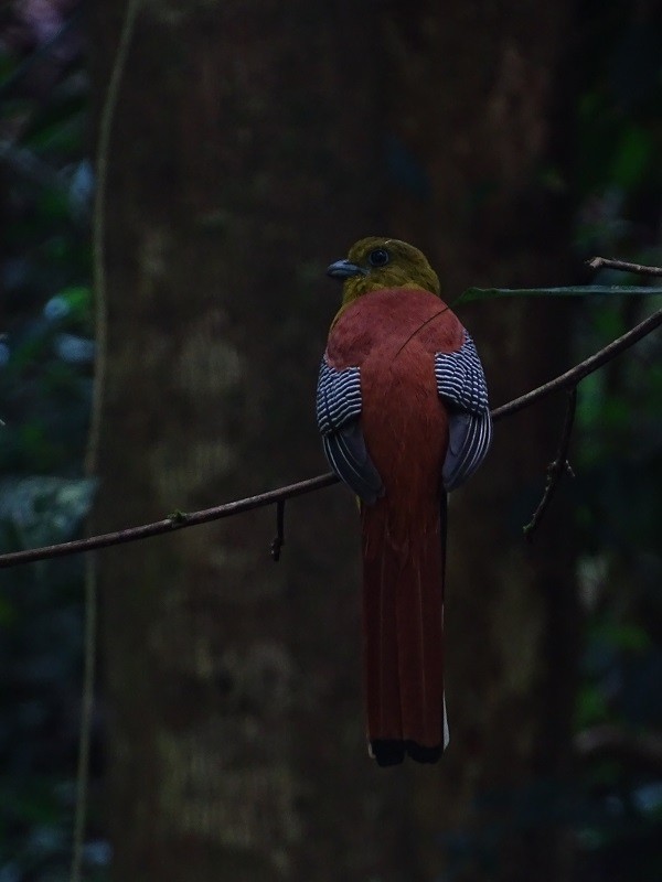 Trogon à poitrine jaune (groupe dulitensis) - ML614561464