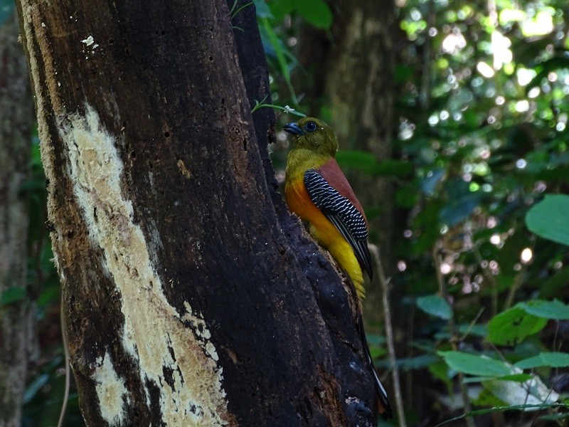 Trogon à poitrine jaune (groupe dulitensis) - ML614561466