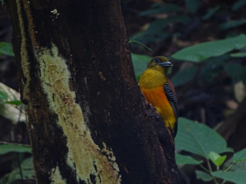 Trogon à poitrine jaune (groupe dulitensis) - ML614561468