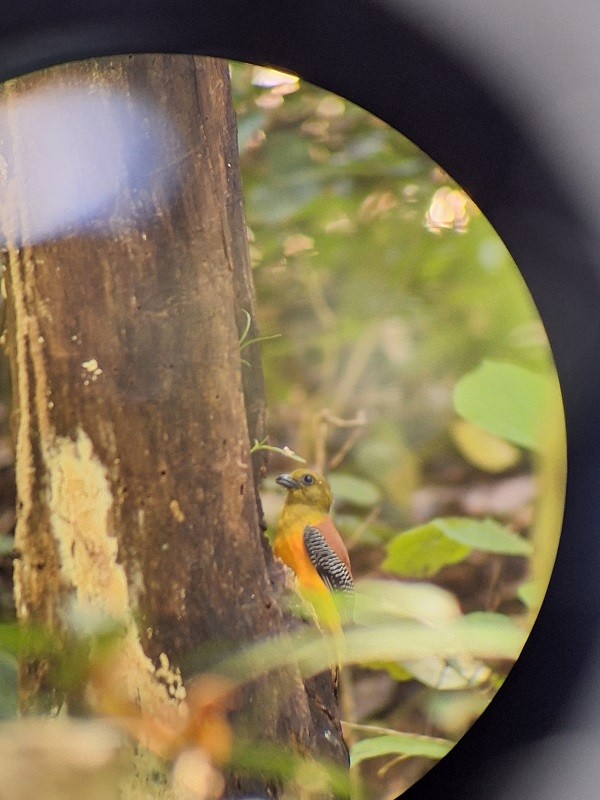 Trogon à poitrine jaune (groupe dulitensis) - ML614561471