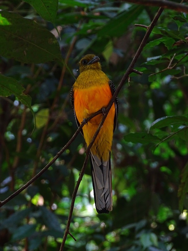 Trogon à poitrine jaune (groupe dulitensis) - ML614561475