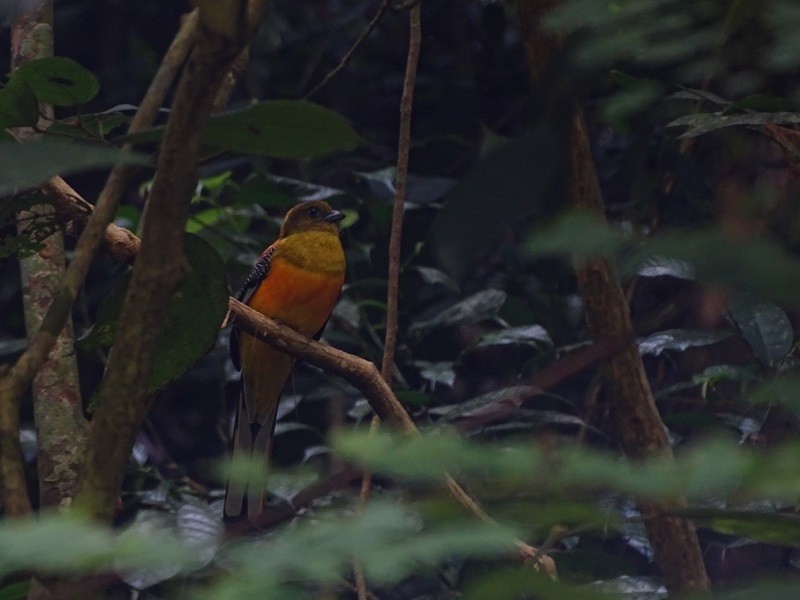 Trogon à poitrine jaune (groupe dulitensis) - ML614561476