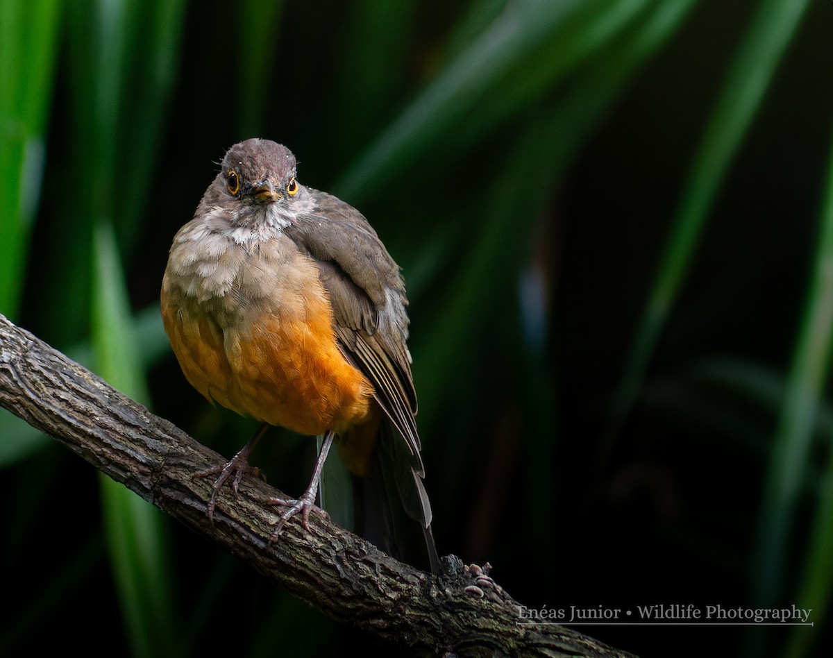 Rufous-bellied Thrush - ML614561482