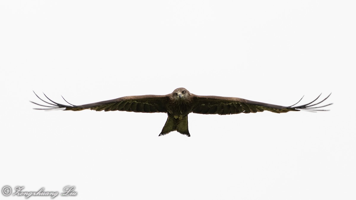 Black Kite - ML614561502