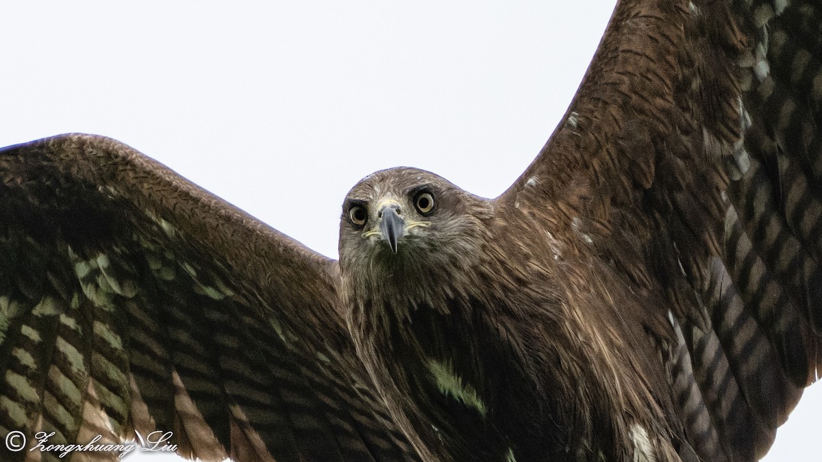 Black Kite - ML614561503