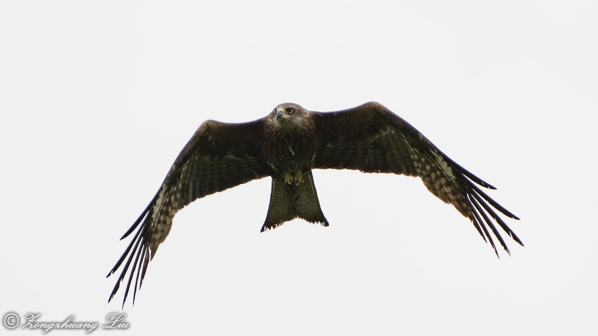 Black Kite - ML614561504