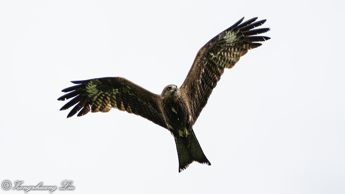 Black Kite - ML614561505