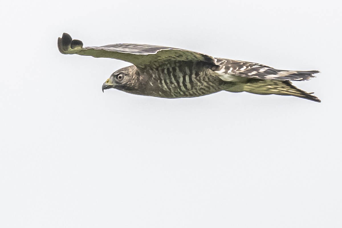 Broad-winged Hawk - ML614561566