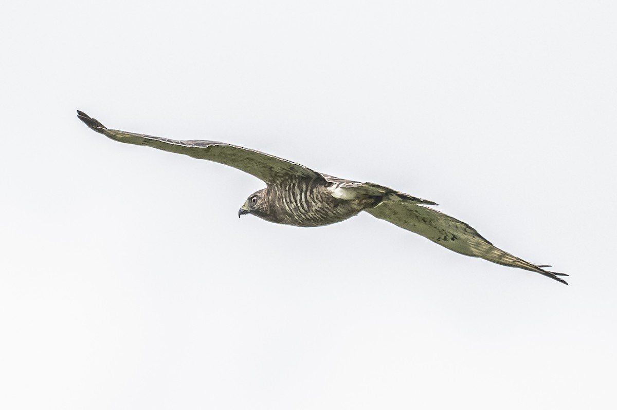 Broad-winged Hawk - ML614561569