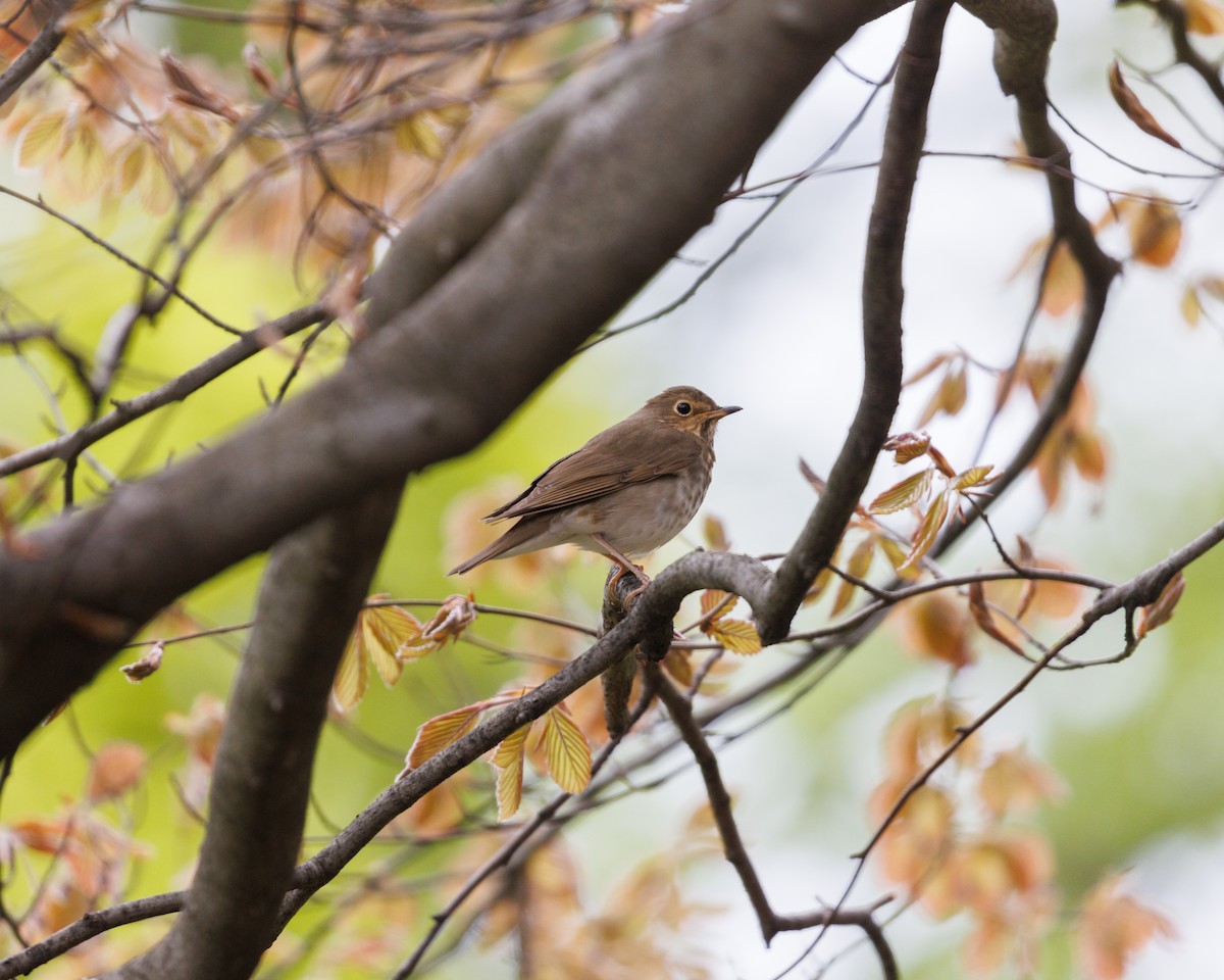 Swainson's Thrush (Olive-backed) - Austin Johnson