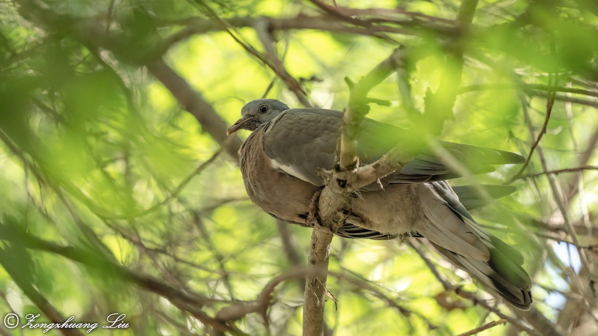 Common Wood-Pigeon - Zongzhuang Liu