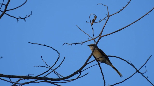 粉紅山椒鳥 - ML614561661