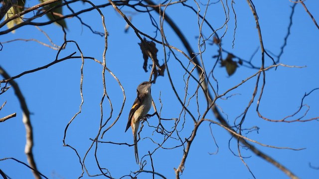 Minivet Rosado - ML614561663